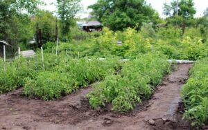 dacha, vegetable garden, tomatoes